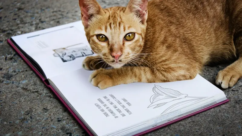 Infoguide for Kittens llblogpet